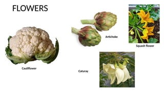 1 CLASSIFICATION OF VEGETABLES according to parts of the plants | PPTX