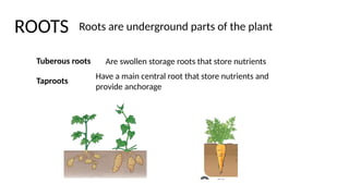 Storage Roots Definition 1 CLASSIFICATION OF VEGETABLES according to parts of the plants | PPTX