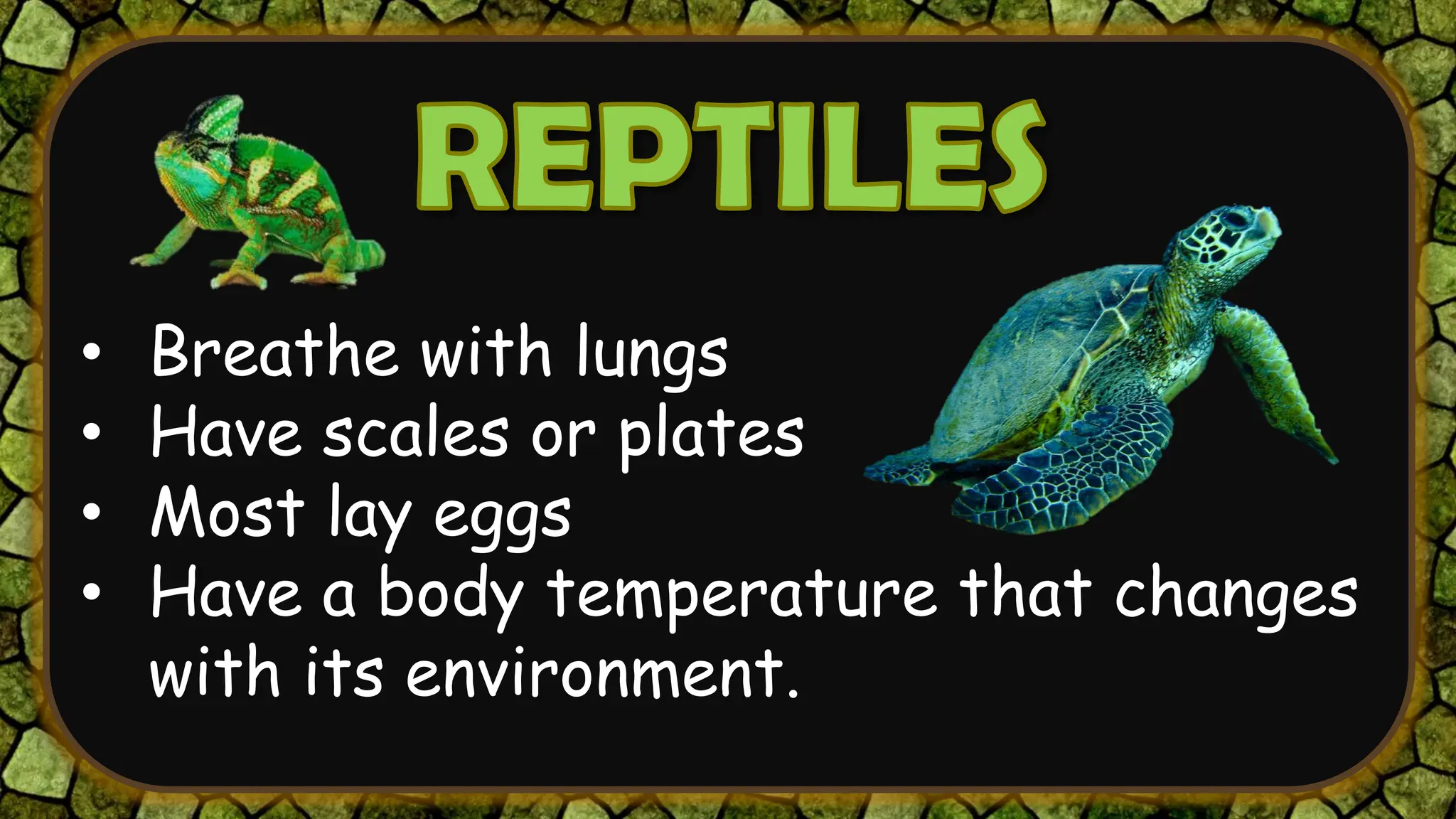 • Breathe with lungs
• Have scales or plates
• Most lay eggs
• Have a body temperature that changes
with its environment.
 