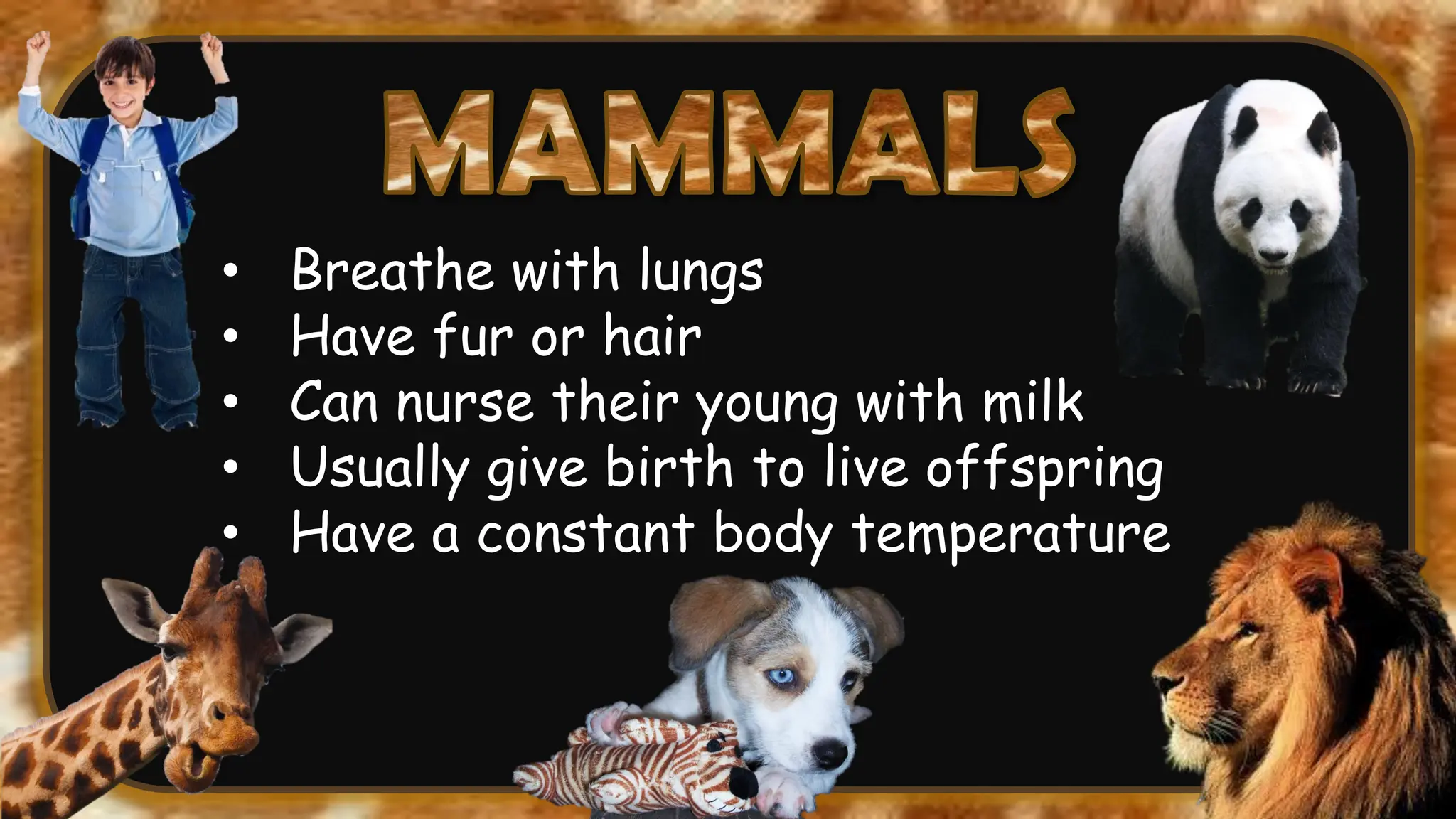 • Breathe with lungs
• Have fur or hair
• Can nurse their young with milk
• Usually give birth to live offspring
• Have a constant body temperature
 