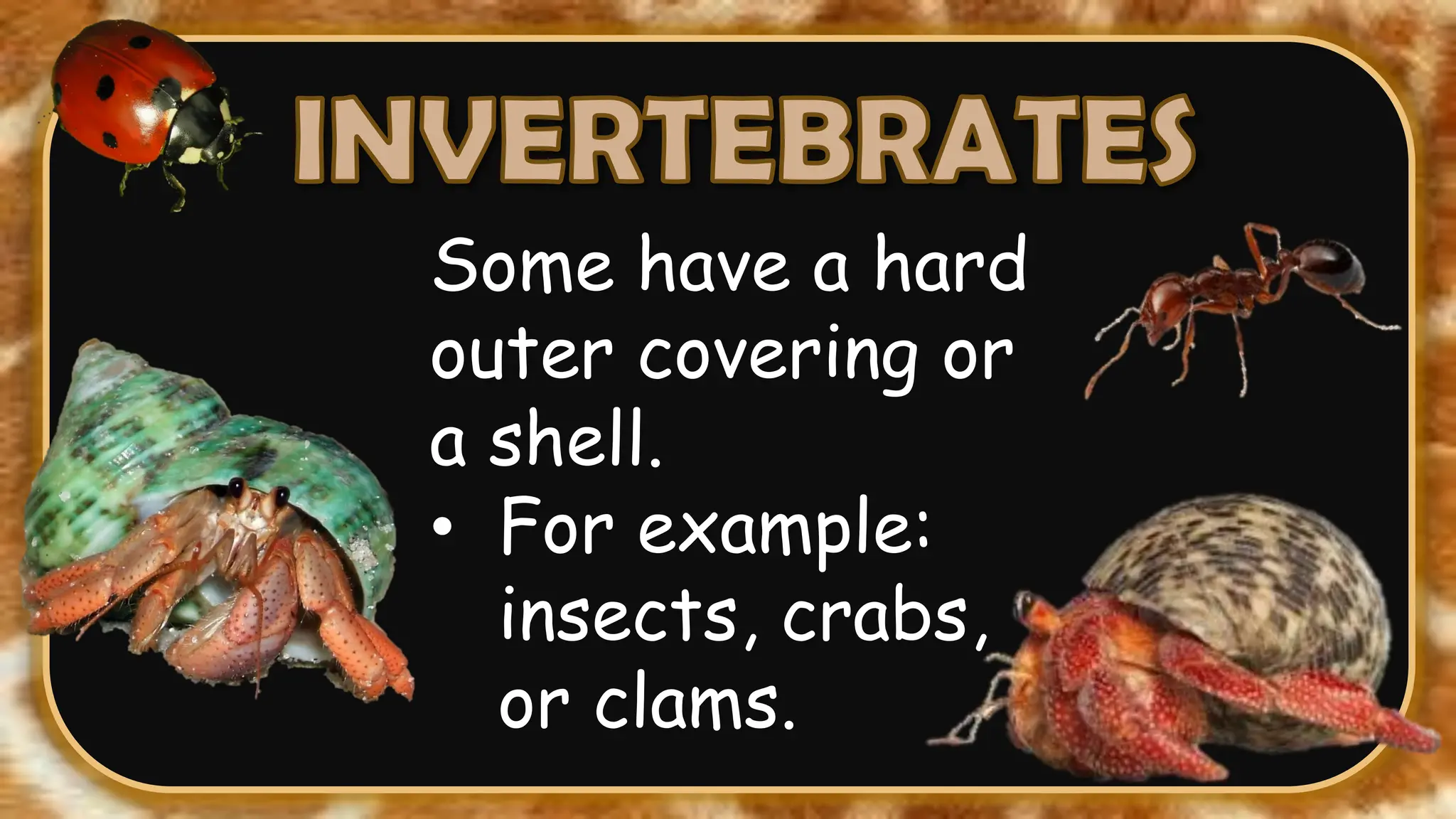 Some have a hard
outer covering or
a shell.
• For example:
insects, crabs,
or clams.
 
