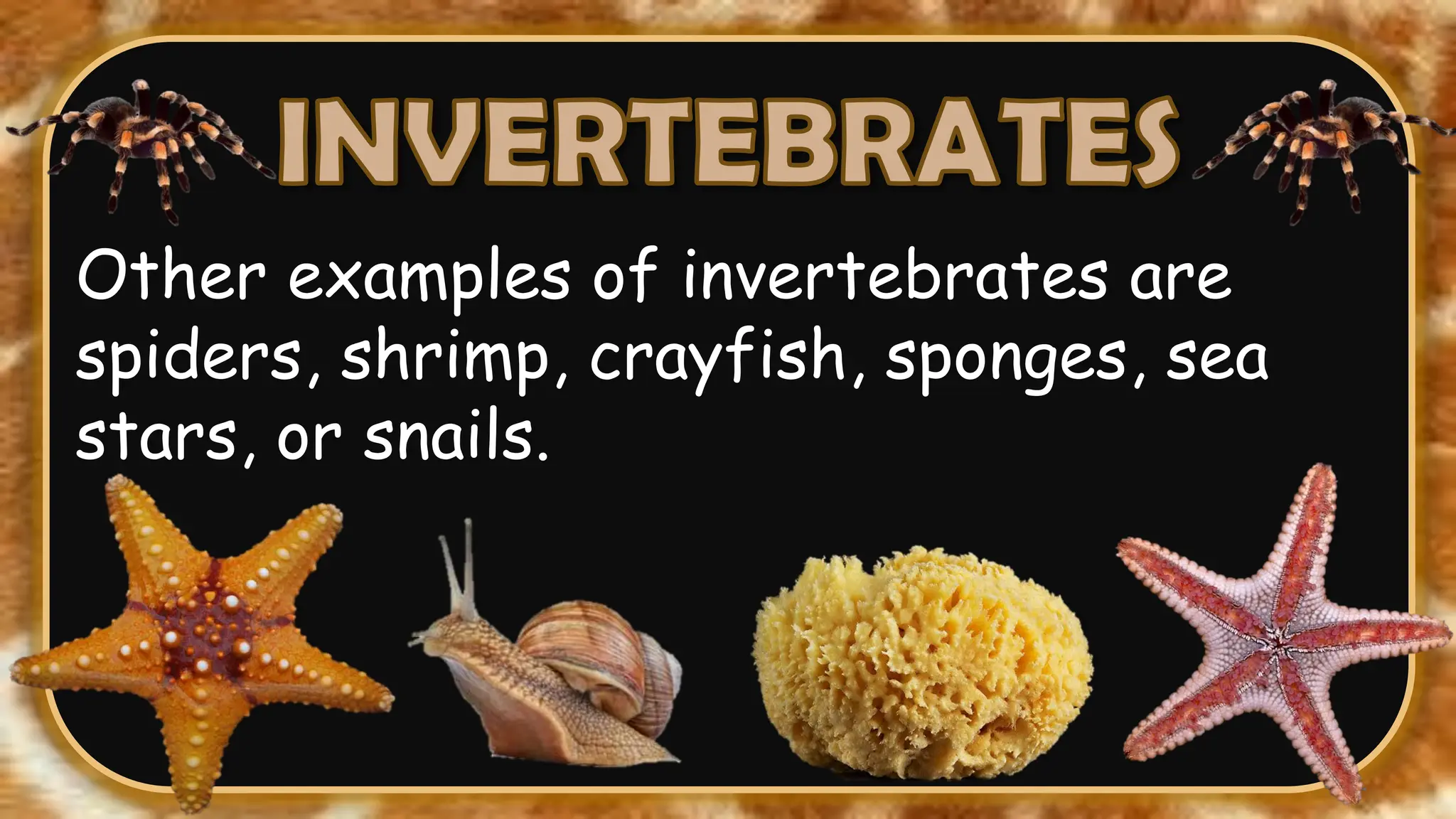 Other examples of invertebrates are
spiders, shrimp, crayfish, sponges, sea
stars, or snails.
 
