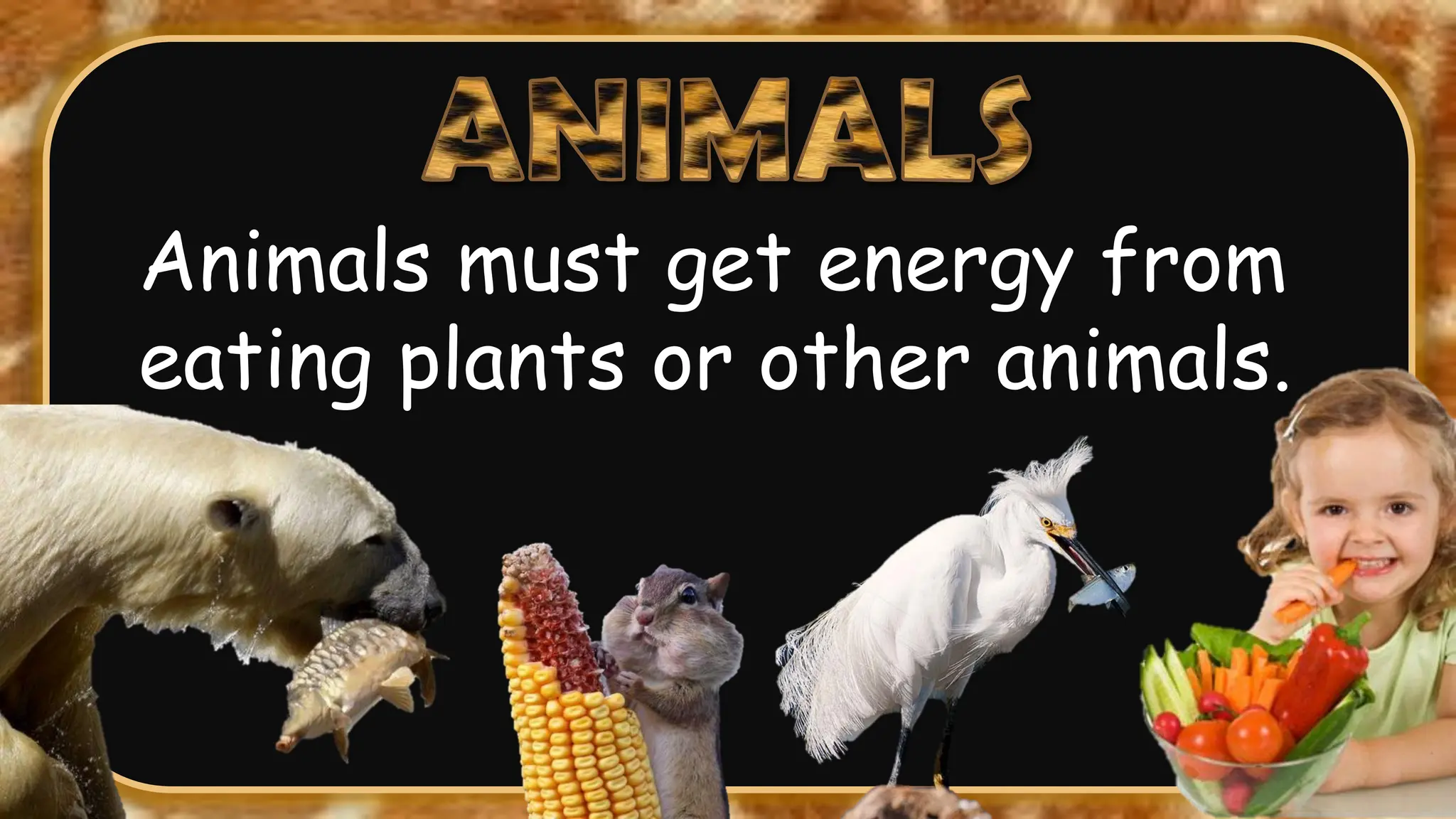 Animals must get energy from
eating plants or other animals.
 