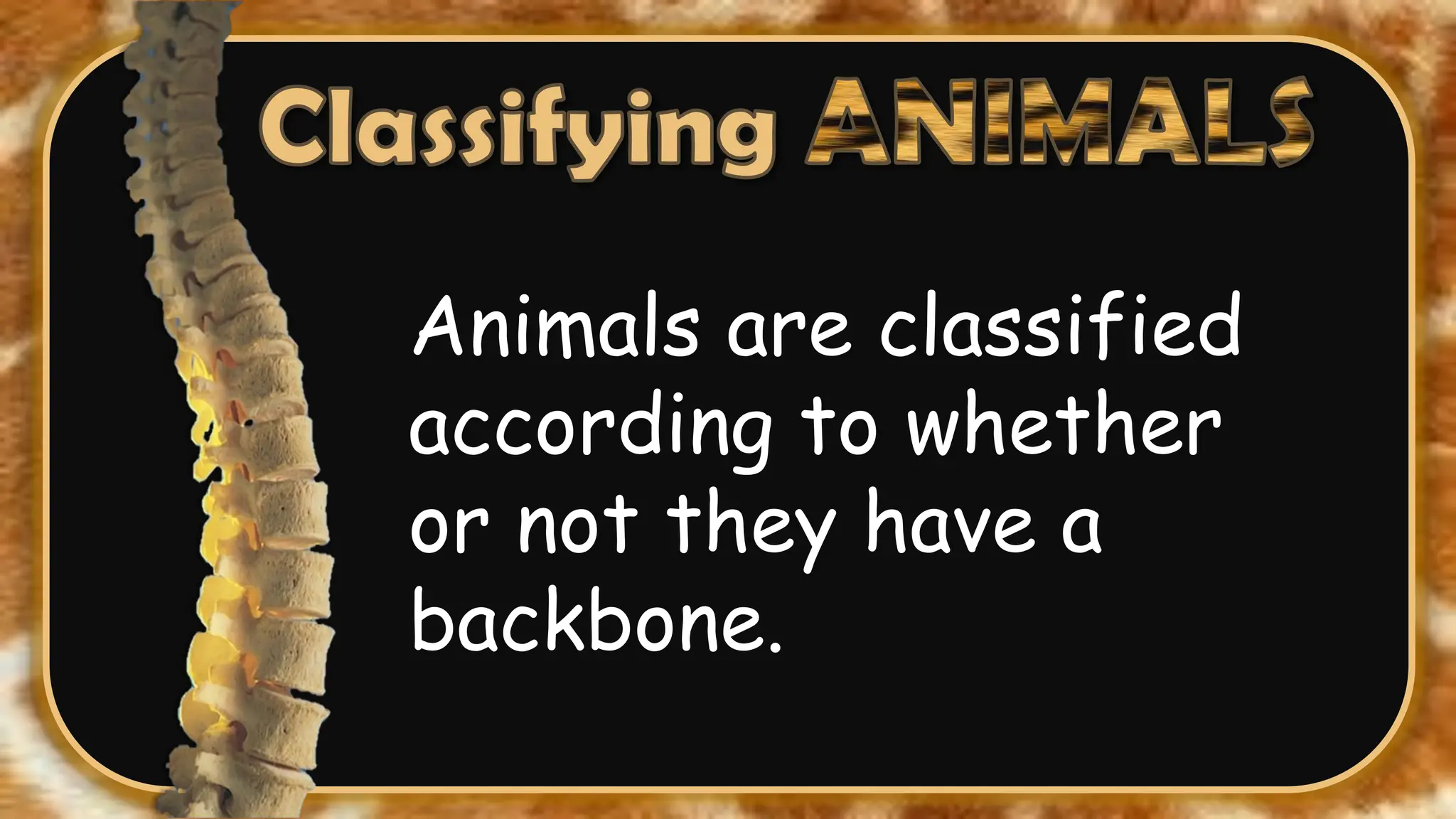 Animals are classified
according to whether
or not they have a
backbone.
 