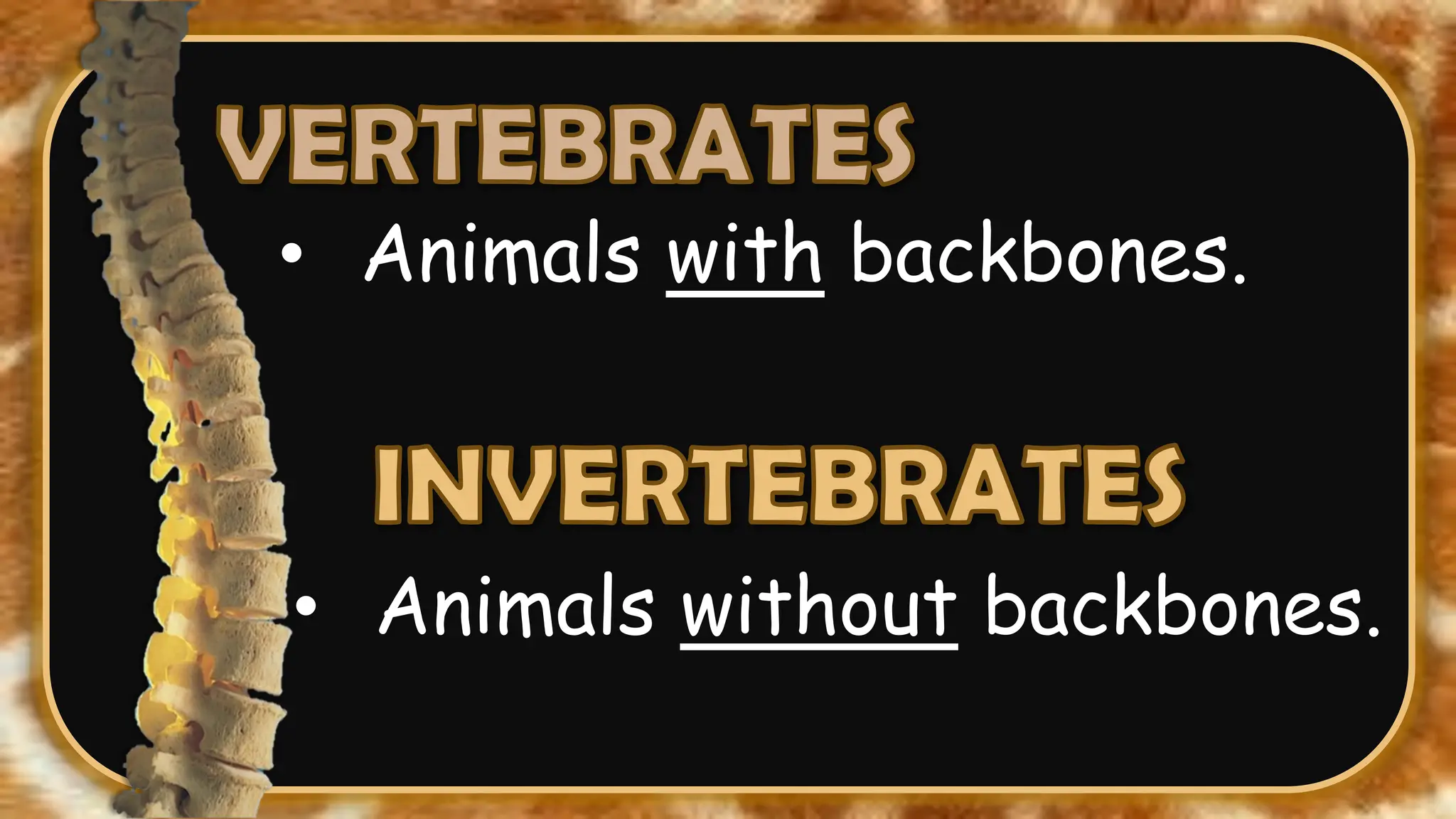 • Animals with backbones.
• Animals without backbones.
 