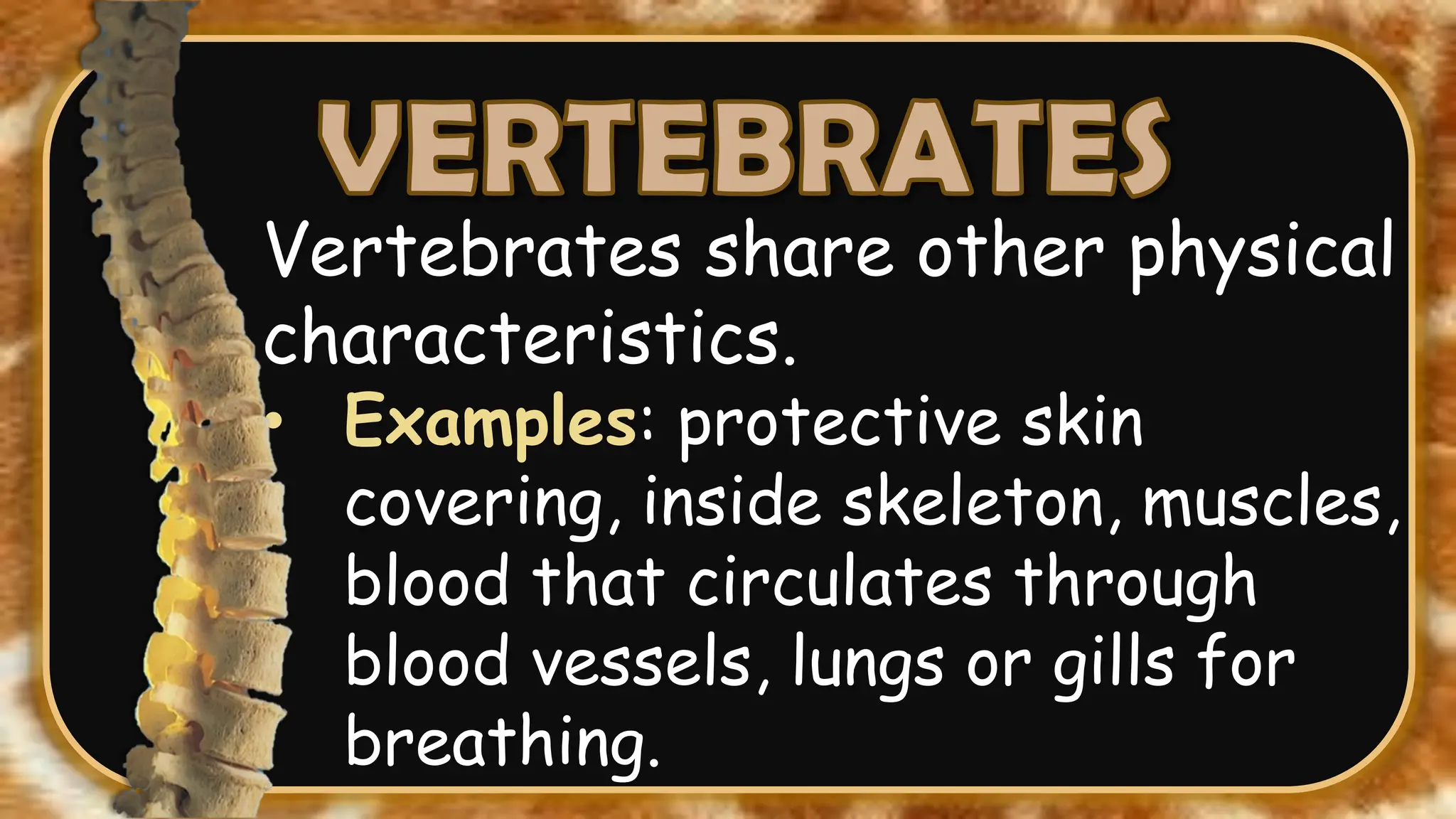 Vertebrates share other physical
characteristics.
• Examples: protective skin
covering, inside skeleton, muscles,
blood that circulates through
blood vessels, lungs or gills for
breathing.
 