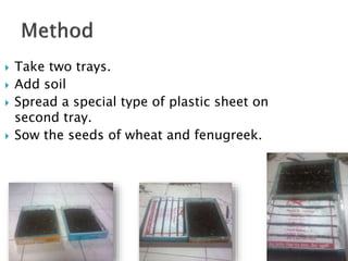  Take two trays.
 Add soil
 Spread a special type of plastic sheet on
second tray.
 Sow the seeds of wheat and fenugreek.
 