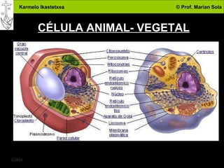 CÉLULA ANIMAL- VEGETAL 