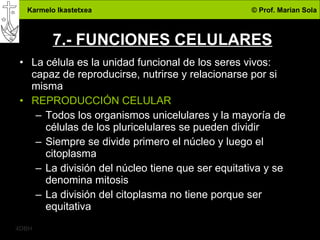 7.- FUNCIONES CELULARES La célula es la unidad funcional de los seres vivos: capaz de reproducirse, nutrirse y relacionarse por si misma REPRODUCCIÓN CELULAR Todos los organismos unicelulares y la mayoría de células de los pluricelulares se pueden dividir Siempre se divide primero el núcleo y luego el citoplasma La división del núcleo tiene que ser equitativa y se denomina mitosis La división del citoplasma no tiene porque ser equitativa 