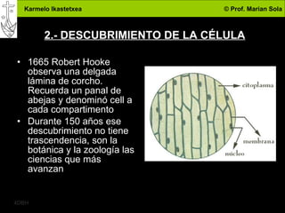 2.- DESCUBRIMIENTO DE LA CÉLULA 1665 Robert Hooke observa una delgada lámina de corcho. Recuerda un panal de abejas y denominó cell a cada compartimento Durante 150 años ese descubrimiento no tiene trascendencia, son la botánica y la zoología las ciencias que más avanzan 