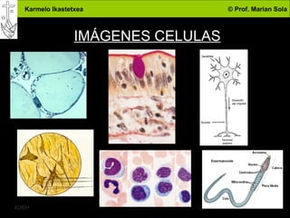 IMÁGENES CELULAS 