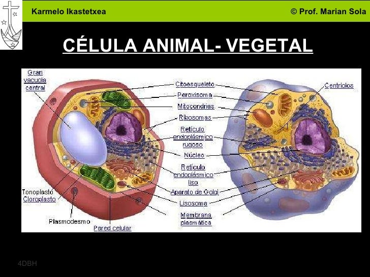 La célula unidad de vida