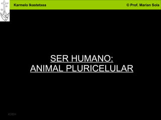 SER HUMANO: ANIMAL PLURICELULAR 