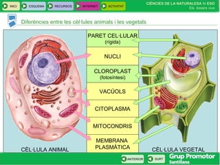 INICI ESQUEMA RECURSOS INTERNET ACTIVITAT
CIÈNCIES DE LA NATURALESA 1r ESO
Els éssers vius
ANTERIOR SURT
Diferències entre les cèl·lules animals i les vegetals
PARET CEL·LULAR
(rígida)
CÈL·LULA ANIMAL CÈL·LULA VEGETAL
NUCLI
CLOROPLAST
(fotosíntesi)
VACÚOLS
CITOPLASMA
MEMBRANA
PLASMÀTICA
MITOCONDRIS
 