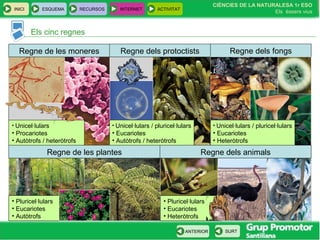 INICI ESQUEMA RECURSOS INTERNET ACTIVITAT
CIÈNCIES DE LA NATURALESA 1r ESO
Els éssers vius
ANTERIOR SURT
Els cinc regnes
Regne dels fongs
• Unicel·lulars
• Procariotes
• Autòtrofs / heteròtrofs
Regne de les moneres Regne dels protoctists
• Unicel·lulars / pluricel·lulars
• Eucariotes
• Autòtrofs / heteròtrofs
• Unicel·lulars / pluricel·lulars
• Eucariotes
• Heteròtrofs
• Pluricel·lulars
• Eucariotes
• Autòtrofs
Regne dels animalsRegne de les plantes
• Pluricel·lulars
• Eucariotes
• Heteròtrofs
 
