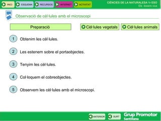 INICI ESQUEMA RECURSOS INTERNET ACTIVITAT
CIÈNCIES DE LA NATURALESA 1r ESO
Els éssers vius
ANTERIOR SURT
Observació de cèl·lules amb el microscopi
Preparació
1
2
3
4
5
Obtenim les cèl·lules.
Les estenem sobre el portaobjectes.
Tenyim les cèl·lules.
Col·loquem el cobreobjectes.
Observem les cèl·lules amb el microscopi.
Cèl·lules vegetals Cèl·lules animals
 