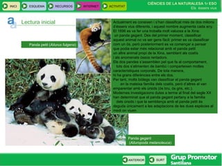INICI ESQUEMA RECURSOS INTERNET ACTIVITAT
CIÈNCIES DE LA NATURALESA 1r ESO
Els éssers vius
ANTERIOR SURT
Lectura inicial Actualment es coneixen i s’han classificat més de dos milions
d’éssers vius diferents, i aquest nombre augmenta cada any.
El 1896 es va fer una troballa molt valuosa a la Xina:
un panda gegant. Des del primer moment, classificar
aquest animal no va ser gens fàcil: primer es va classificar
com un ós, però posteriorment es va començar a pensar
que podia estar més relacionat amb el panda petit
un altre animal propi de la Xina, semblant als coatís
i als anomenats óssos rentadors.
Els dos pandes s’assemblen pel que fa al comportament,
tots dos s’alimenten de bambú i comparteixen moltes
característiques corporals. De tota manera,
hi ha grans diferències entre els dos.
Per tant, molts biòlegs van classificar el panda gegant
en la mateixa família dels coatís, però d’altres el van
emparentar amb els úrsids (ós bru, ós gris, etc.).
Modernes investigacions dutes a terme al final del segle XX
han determinat que el panda gegant pertany a la família
dels úrsids i que la semblança amb el panda petit és
deguda únicament a les adaptacions de les dues espècies al
medi on viuen.
Panda petit (Ailurus fulgens)
Panda gegant
(Ailuropoda melanoleuca)
 