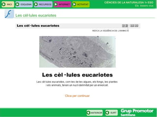 INICI ESQUEMA RECURSOS INTERNET ACTIVITAT
CIÈNCIES DE LA NATURALESA 1r ESO
Els éssers vius
ANTERIOR SURT
Les cèl·lules eucariotes
 