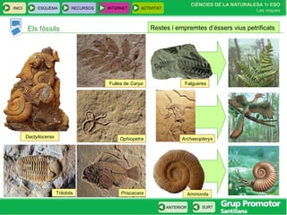 CIÈNCIES DE LA NATURALESA 1r ESO
Les roques
INICI ESQUEMA RECURSOS INTERNET ACTIVITAT
ANTERIOR SURT
Els fòssils Restes i empremtes d’éssers vius petrificats
Dactylioceras
Trilobits Priscacara
Ophiopetra
Fulles de Carya
Archaeopteryx
Ammonits
Falgueres
 
