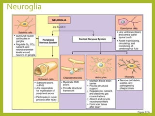 Neuroglia
10
Figure 12.6
 