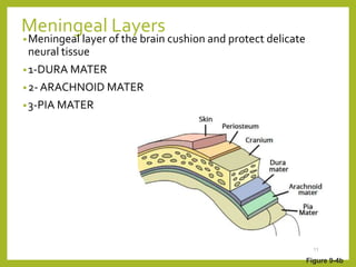 Meningeal Layers
•Meningeal layer of the brain cushion and protect delicate
neural tissue
•1-DURA MATER
•2- ARACHNOID MATER
•3-PIA MATER
11
Figure 9-4b
 