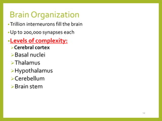 Brain Organization
•Trillion interneurons fill the brain
•Up to 200,000 synapses each
•Levels of complexity:
Cerebral cortex
Basal nuclei
Thalamus
Hypothalamus
Cerebellum
Brain stem
14
 