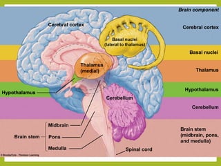 15
Hypothalamus
Brain stem
Cerebral cortex
Thalamus
(medial)
Basal nuclei
(lateral to thalamus)
Cerebellum
Spinal cord
Midbrain
Pons
Medulla
Brain component
Cerebral cortex
Basal nuclei
Thalamus
Hypothalamus
Cerebellum
Brain stem
(midbrain, pons,
and medulla)
 