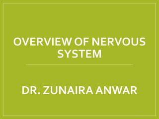 OVERVIEW OF NERVOUS
SYSTEM
DR. ZUNAIRA ANWAR
2
 