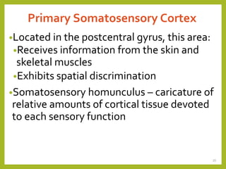 Primary Somatosensory Cortex
•Located in the postcentral gyrus, this area:
•Receives information from the skin and
skeletal muscles
•Exhibits spatial discrimination
•Somatosensory homunculus – caricature of
relative amounts of cortical tissue devoted
to each sensory function
20
 