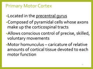 Primary Motor Cortex
•Located in the precentral gyrus
•Composed of pyramidal cells whose axons
make up the corticospinal tracts
•Allows conscious control of precise, skilled,
voluntary movements
•Motor homunculus – caricature of relative
amounts of cortical tissue devoted to each
motor function
22
 
