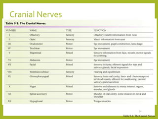Cranial Nerves
24
Table 9-1: The Cranial Nerves
 