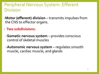 Peripheral Nervous System: Efferent
Division
•Motor (efferent) division – transmits impulses from
the CNS to effector organs.
• Two subdivisions:
•Somatic nervous system – provides conscious
control of skeletal muscles
•Autonomic nervous system – regulates smooth
muscle, cardiac muscle, and glands
26
 