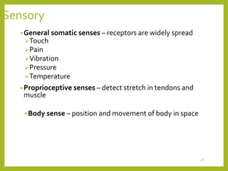 Sensory
•General somatic senses – receptors are widely spread
Touch
Pain
Vibration
Pressure
Temperature
•Proprioceptive senses – detect stretch in tendons and
muscle
•Body sense – position and movement of body in space
27
 