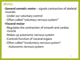 Motor
•General somatic motor – signals contraction of skeletal
muscles
•Under our voluntary control
•Often called “voluntary nervous system”
•Visceral motor
•Regulates the contraction of smooth and cardiac
muscle
•Makes up autonomic nervous system
•Controls function of visceral organs
•Often called “involuntary nervous system”
•Autonomic nervous system
28
 