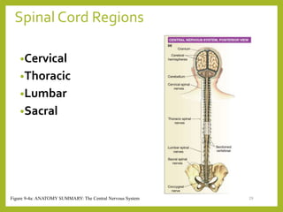 Spinal Cord Regions
•Cervical
•Thoracic
•Lumbar
•Sacral
29
Figure 9-4a: ANATOMY SUMMARY: The Central Nervous System
 