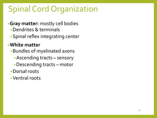 Spinal Cord Organization
•Gray matter: mostly cell bodies
•Dendrites & terminals
•Spinal reflex integrating center
•White matter
•Bundles of myelinated axons
•Ascending tracts – sensory
•Descending tracts – motor
•Dorsal roots
•Ventral roots
30
 