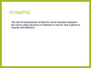 SYNAPSE
• the site of transmission of electric nerve impulses between
two nerve cells (neurons) or between a neuron and a gland or
muscle cell (effector).
33
 