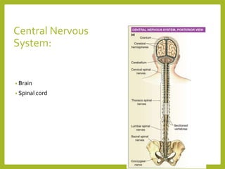 Central Nervous
System:
• Brain
• Spinal cord
5
 