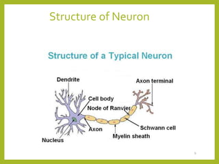 Structure of Neuron
9
 