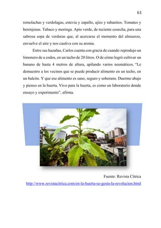 61
remolachas y verdolagas, estevia y zapallo, ajíes y rabanitos. Tomates y
berenjenas. Tabaco y moringa. Apio verde, de reciente cosecha, para una
sabrosa sopa de verduras que, al acercarse el momento del almuerzo,
envuelve el aire y nos cautiva con su aroma.
Entre sus hazañas, Carlos cuenta con gracia de cuando reprodujo un
limonero de a codos, en un tacho de 20 litros. O de cómo logró cultivar un
banano de hasta 4 metros de altura, apilando varios neumáticos. “Le
demuestro a los vecinos que se puede producir alimento en un techo, en
un balcón. Y que ese alimento es sano, seguro y soberano. Duermo abajo
y pienso en la huerta. Vivo para la huerta, es como un laboratorio donde
ensayo y experimento”, afirma.
Fuente: Revista Cítrica
http://www.revistacitrica.com/en-la-huerta-se-gesta-la-revolucion.html
 