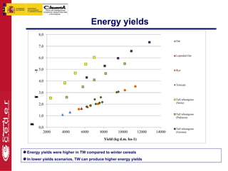 Energy yields




Energy yields were higher in TW compared to winter cereals
In lower yields scenarios, TW can produce higher energy yields
 