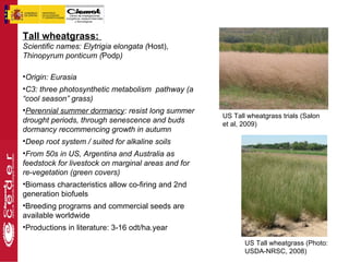 Tall wheatgrass:
Scientific names: Elytrigia elongata (Host),
Thinopyrum ponticum (Podp)

•Origin: Eurasia
•C3: three photosynthetic metabolism pathway (a
“cool season” grass)
•Perennial summer dormancy: resist long summer
                                                    US Tall wheatgrass trials (Salon
drought periods, through senescence and buds        et al, 2009)
dormancy recommencing growth in autumn
•Deep root system / suited for alkaline soils
•From 50s in US, Argentina and Australia as
feedstock for livestock on marginal areas and for
re-vegetation (green covers)
•Biomass characteristics allow co-firing and 2nd
generation biofuels
•Breeding programs and commercial seeds are
available worldwide
•Productions in literature: 3-16 odt/ha.year

                                                           US Tall wheatgrass (Photo:
                                                           USDA-NRSC, 2008)
 