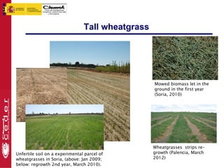 Tall wheatgrass




                                                  Mowed biomass let in the
                                                  ground in the first year
                                                  (Soria, 2010)




                                                  Wheatgrasses strips re-
Unfertile soil on a experimental parcel of        growth (Palencia, March
wheatgrasses in Soria, (above: Jan 2009;          2012)
below: regrowth 2nd year, March 2010).
 