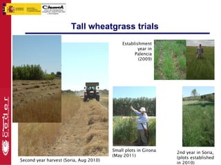 Tall wheatgrass trials
                                            Establishment
                                                    year in
                                                  Palencia
                                                    (2009)




                                        Small plots in Girona   2nd year in Soria,
                                        (May 2011)              (plots established
Second year harvest (Soria, Aug 2010)
                                                                in 2010)
 