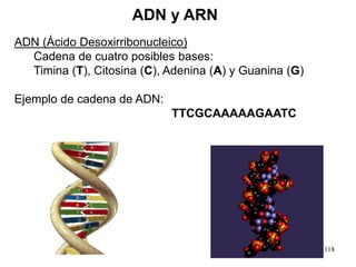 118
ADN (Ácido Desoxirribonucleico)
Cadena de cuatro posibles bases:
Timina (T), Citosina (C), Adenina (A) y Guanina (G)
Ejemplo de cadena de ADN:
TTCGCAAAAAGAATC
ADN y ARN
 