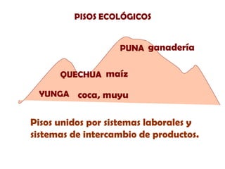 PISOS ECOLÓGICOS
PUNA ganadería
QUECHUA maíz
YUNGA coca, muyu

Pisos unidos por sistemas laborales y
sistemas de intercambio de productos.

 