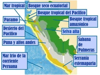 Mar tropical Bosque seco ecuatorial
Paramo
Desierto del
Pacifico
Puna y altos andes
Mar frio de la
corriente
Peruana

Bosque tropical del Pacifico
Bosque tropical
amazónico
Selva alta
Sabana
de
Palmeras
Serranía
estemaparia

 