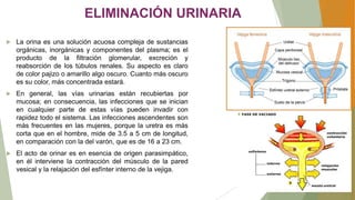 ELIMINACIÓN URINARIA
 La orina es una solución acuosa compleja de sustancias
orgánicas, inorgánicas y componentes del plasma; es el
producto de la filtración glomerular, excreción y
reabsorción de los túbulos renales. Su aspecto es claro
de color pajizo o amarillo algo oscuro. Cuanto más oscuro
es su color, más concentrada estará.
 En general, las vías urinarias están recubiertas por
mucosa; en consecuencia, las infecciones que se inician
en cualquier parte de estas vías pueden invadir con
rapidez todo el sistema. Las infecciones ascendentes son
más frecuentes en las mujeres, porque la uretra es más
corta que en el hombre, mide de 3.5 a 5 cm de longitud,
en comparación con la del varón, que es de 16 a 23 cm.
 El acto de orinar es en esencia de origen parasimpático,
en él interviene la contracción del músculo de la pared
vesical y la relajación del esfínter interno de la vejiga.
 