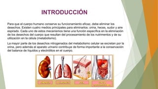 INTRODUCCIÓN
Para que el cuerpo humano conserve su funcionamiento eficaz, debe eliminar los
desechos. Existen cuatro medios principales para eliminarlos: orina, heces, sudor y aire
espirado. Cada uno de estos mecanismos tiene una función específica en la eliminación
de los desechos del cuerpo que resultan del procesamiento de los nutrimentos y de su
utilización en la célula (metabolismo).
La mayor parte de los desechos nitrogenados del metabolismo celular se excretan por la
orina, pero además el aparato urinario contribuye de forma importante a la conservación
del balance de líquidos y electrólitos en el cuerpo.
 