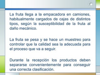 La fruta llega a la empacadora en camiones,
habitualmente cargados de cajas de distintos
tipos, según la susceptibilidad de la fruta al
daño mecánico.

La fruta se pesa y se hace un muestreo para
controlar que la calidad sea la adecuada para
el proceso que va a seguir.

Durante la recepción los productos deben
separarse convenientemente para conseguir
una correcta clasificación.
 